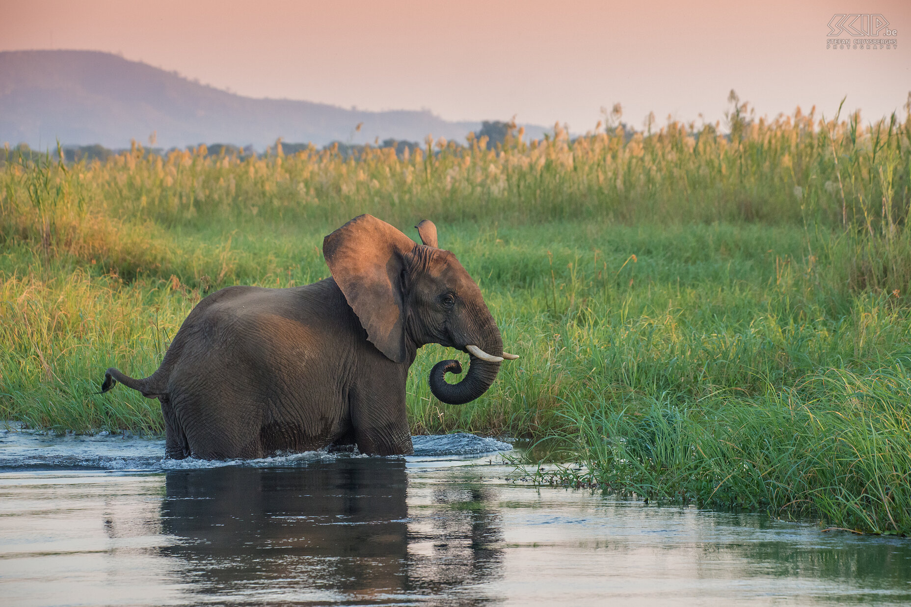 Lower Zambezi - Olifant Een jonge olifant die door het water waadt Stefan Cruysberghs